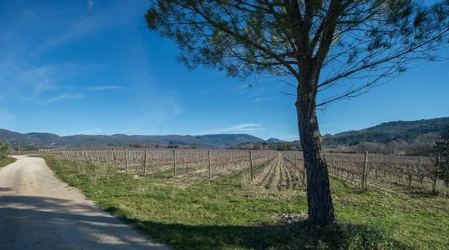 Vineyard in Apt, Provence - Var