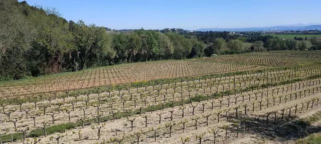 Vineyard in Pont St Esprit, Provence - Var