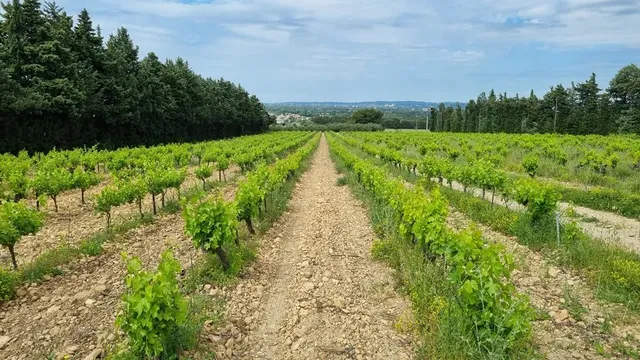 Vineyard in Avignon, Provence - Var