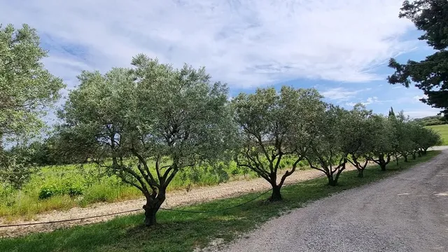 Vineyard in Avignon, Provence - Var