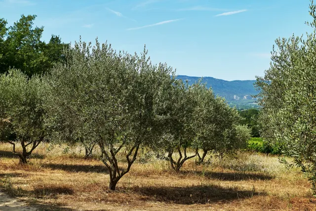 Vineyard in Villelaure, Provence - Var