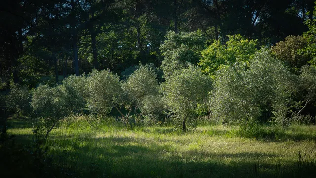 Estate in L Isle Sur La Sorgue, Provence - Var