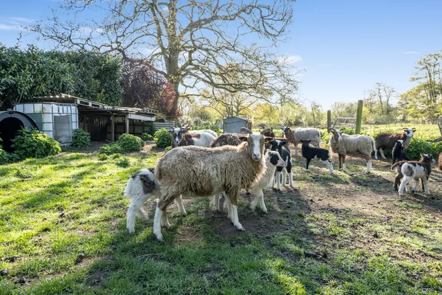 Woodlands Hyde, Dorset BH20 7NT