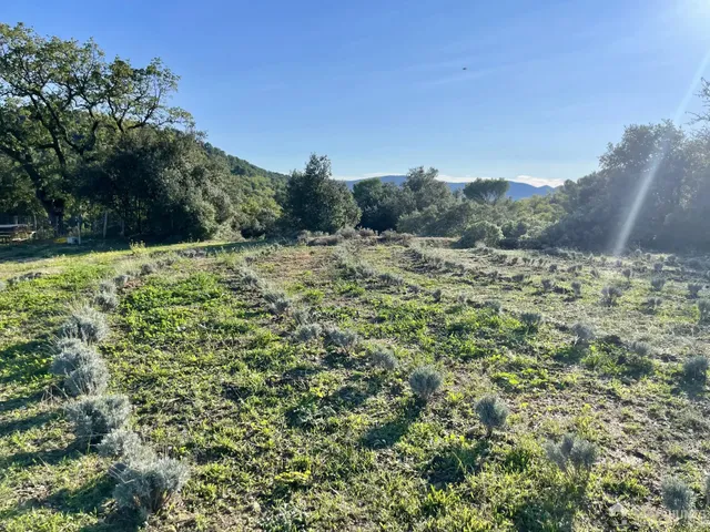 Vineyard in Villelaure, Provence - Var