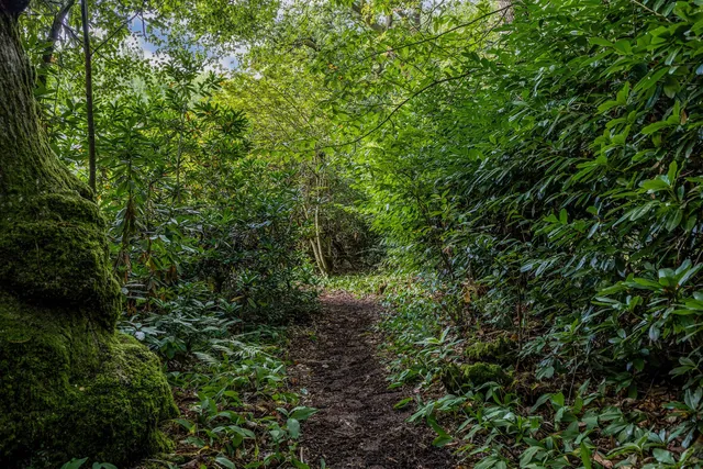 Borden Wood, Nr Milland, GU30
