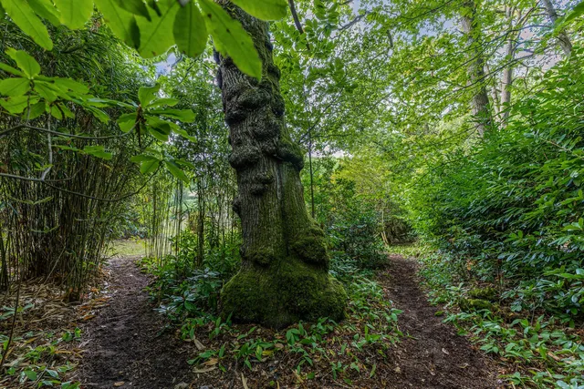 Borden Wood, Nr Milland, GU30